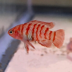 Scarlet Badis (Dario dario)<BR > CURRENTLY UNAVAILABLE