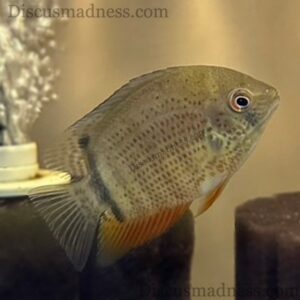 Hybrid Severum (Red Severum X Tiger Severum)