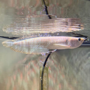Silver Arowana (Osteoglossum bicirrhosum)<br >