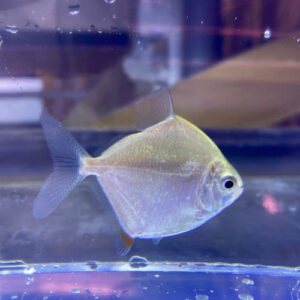 Silver Dollar Fish (Metynnis hypsauchen)
