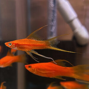 Lyretail Swordtails<BR >