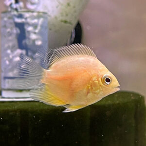 Gold Severum (Heros efasciatus)