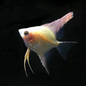 Gold Angelfish<br >LIMITED