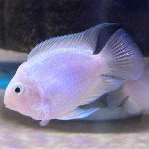 Snow White Parrot Convict