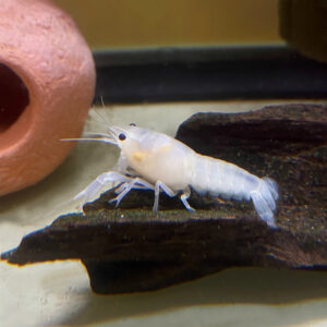 Snow White Crayfish<br >