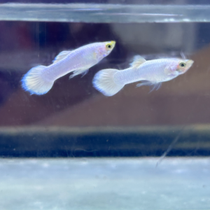 Snow White Guppy ( Male only )
