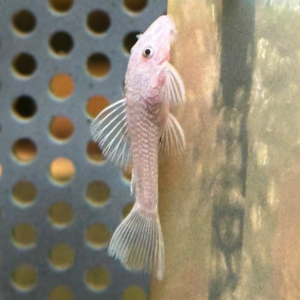 Snow White Bushynose Ancistrus