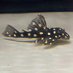 Snowball Pleco L102