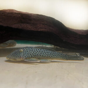 Spotted Rubberlipped Pleco - (Chaetostoma formosae L444)