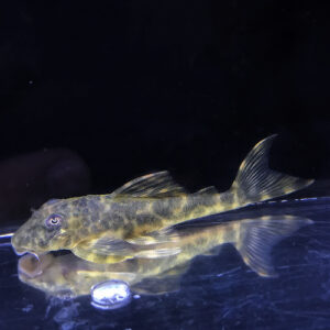 Spotted Tail Clown Pleco L206 - (Panaqolus sp.)