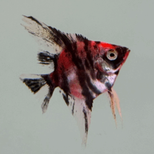 Marble Starfire Angelfish (Starfire X Marble)