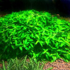 Staurogyne repens
