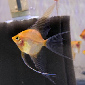 High Coverage Sunset Veil Angelfish
