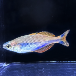 Sunset Dwarf Rainbows (Melanotaenia parva)