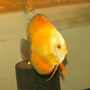 Sunshine Gold - Image 2