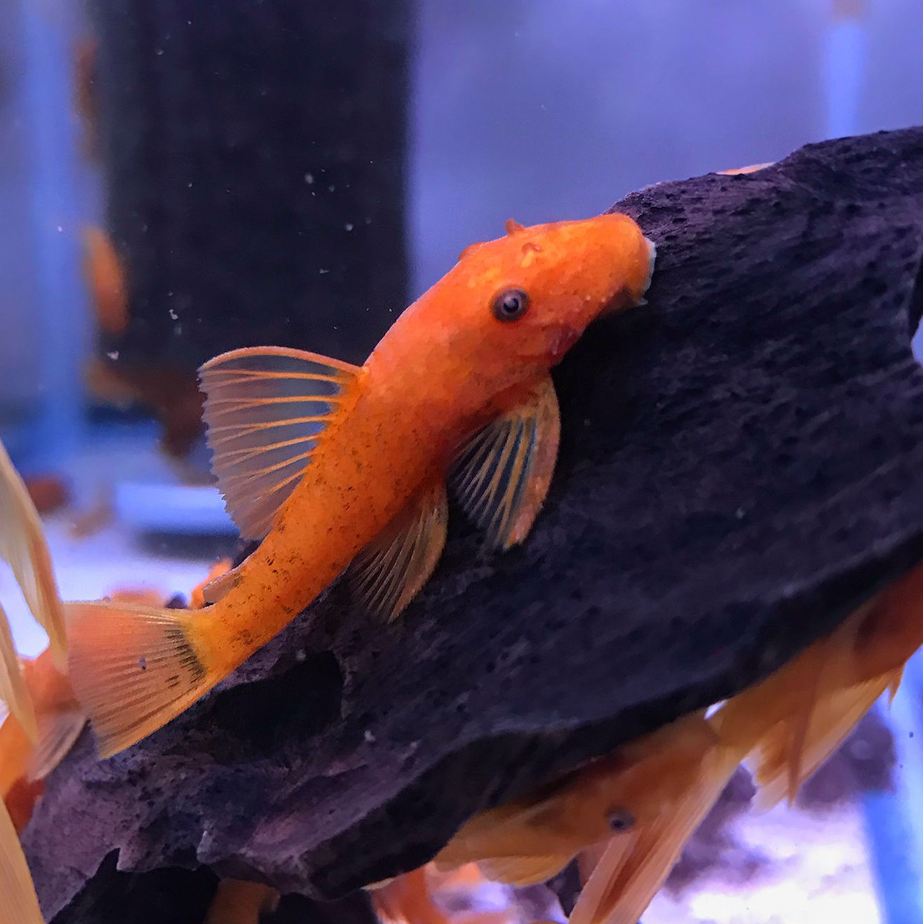 Super Red Ancistrus Pleco - - Discus Madness