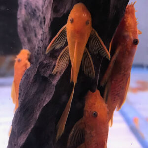 Long Fin Super Red Ancistrus Pleco<BR >