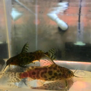 Synodontis schoutedeni