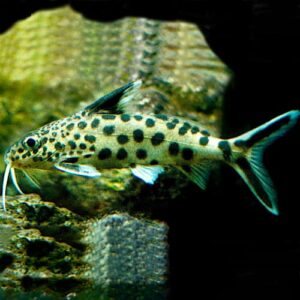Synodontis Multipunctatus<br >Currently Unavailable