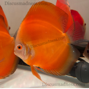 Tangerine Dream<br >