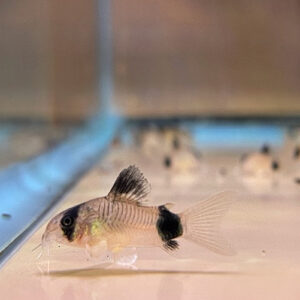 Panda Corydora