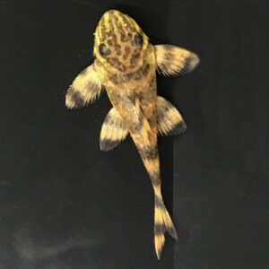 Tankei Pleco - (Panaqolus tankei L398) - Tank Raised