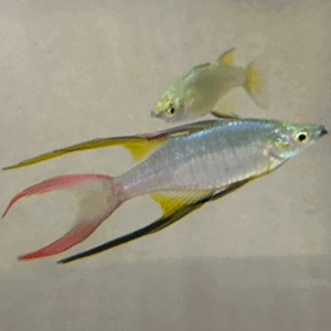 Threadfin Rainbow (Iriatherina werneri)