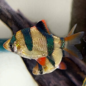 Tiger Barb (Puntigrus tetrazona)