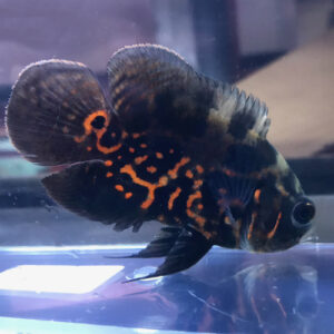 Tiger Oscar