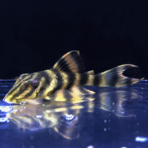 Gold Stripe Tiger Panaque - (Panaqolus sp. - L169)