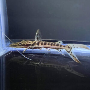 Tiger Shovelnose Catfish (4.5-5 inches)<BR >