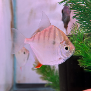 Tiger Striped Silver Dollars (Metynnis fasciatus)
