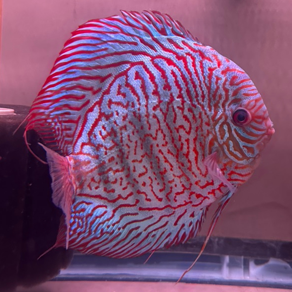 Tiger Turquoise Jumbo 7+inches