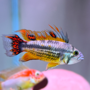 Apistogramma cacatuoides Triple Red Pairs (M/F)