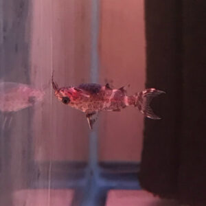 True Upside-Down Catfish (Synodontis nigriventris)