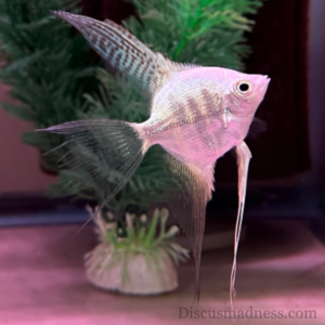 Lilac Veil Bulgarian Angel