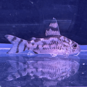 CW111 Vulcan Cory (Hoplisoma Sp)