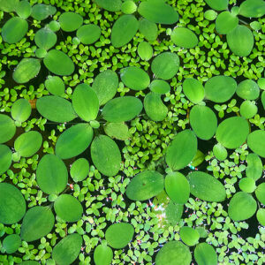 Water Lettuce (Pistia stratiotes)