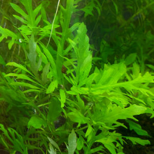Water Wisteria (Hygrophila difformis)
