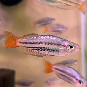 Western Rainbowfish (Melanotaenia australis)