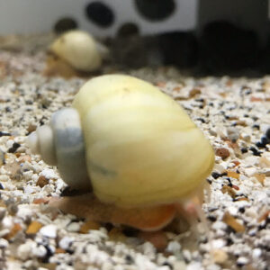 White Mystery Snail (Pomacea bridgesii)
