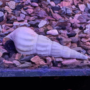 White Tower Snail.
