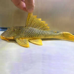Sunshine Pleco (L014 - Scobinancistrus aureatus)