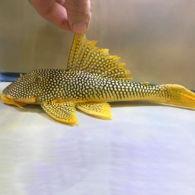 True Zebra Pleco - (Hypancistrus zebra L046) - Discus Madness