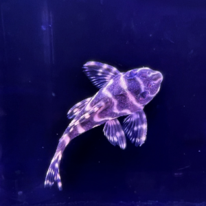 Hypancistrus sp. L333 - "Black and White" Xingu Pleco