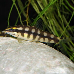 Pygmy Loach/ Dwarf Chain Loach (Botia Sidthimunki)<br >