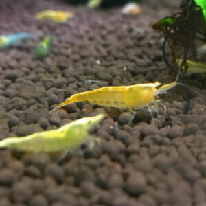 Yellow Golden Back Shrimp
