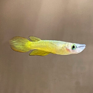 Yellow Panchax (Aplocheilus lineatus)