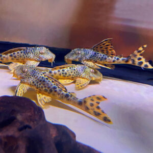Para Pleco (Peckoltia sabaji L075 | L124 | L302 | LDA002)