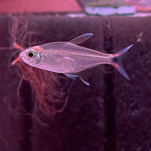 Yellow Tetra<br >Currently Unavailable